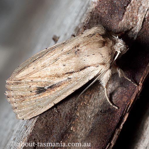 Leucania loreyi, Noctuidae, Tasmania, moth