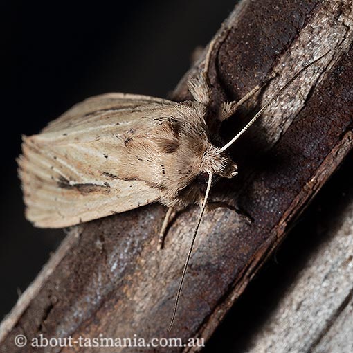 Leucania loreyi, Noctuidae, Tasmania, moth