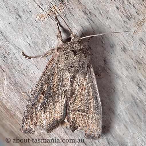 Agrotis infusa, Bogong moth, Noctuidae, Tasmania, moth
