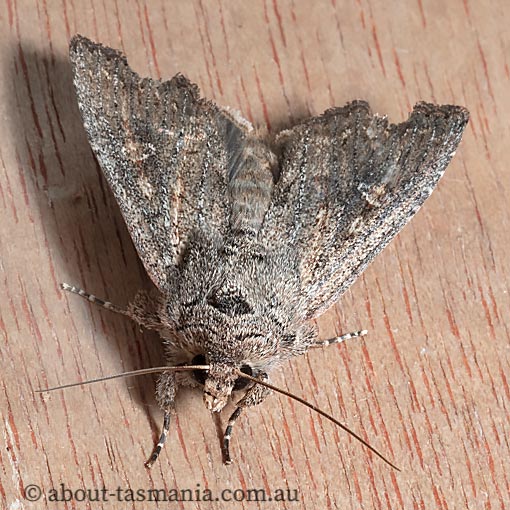 Agrotis infusa, Bogong moth, Noctuidae, Tasmania, moth