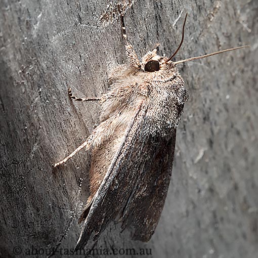 Agrotis infusa, Bogong moth, Noctuidae, Tasmania, moth