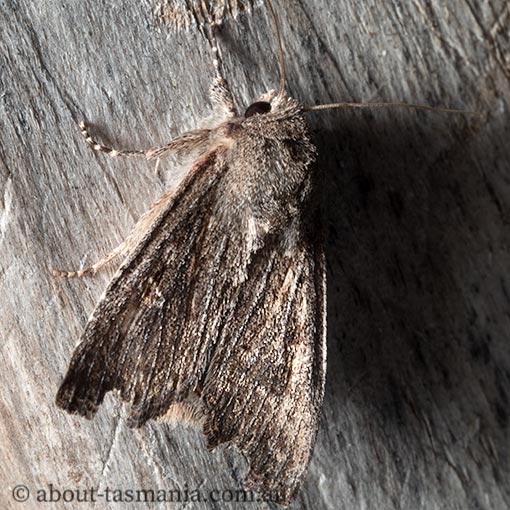 Agrotis infusa, Bogong moth, Noctuidae, Tasmania, moth