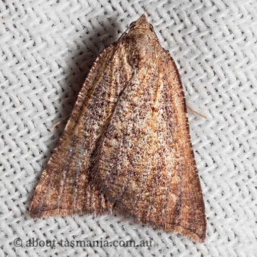 Amelora arotraea, triangle cape-moth, Geometridae, Tasmania, moth
