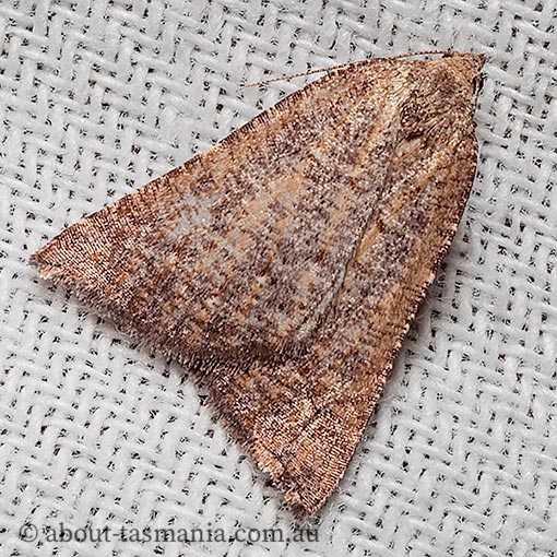 Amelora arotraea, triangle cape-moth, Geometridae, Tasmania, moth