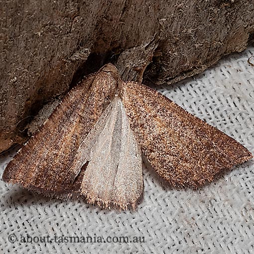 Amelora arotraea, triangle cape-moth, Geometridae, Tasmania, moth