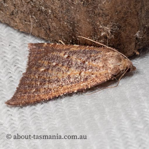 Amelora arotraea, triangle cape-moth, Geometridae, Tasmania, moth