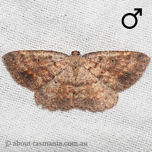 Casbia melanops, Geometridae, Tasmania, moth