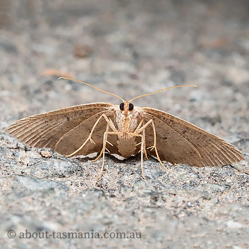 Casbia melanops, Geometridae, Tasmania, moth