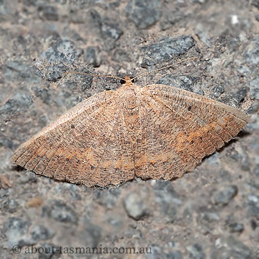 Casbia melanops, Geometridae, Tasmania, moth