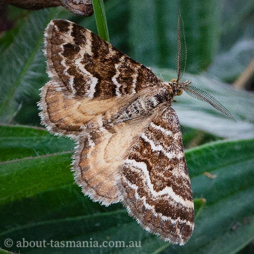Chrysolarentia heliacaria, Heliacaria carpet, Geometridae, Tasmania, moth