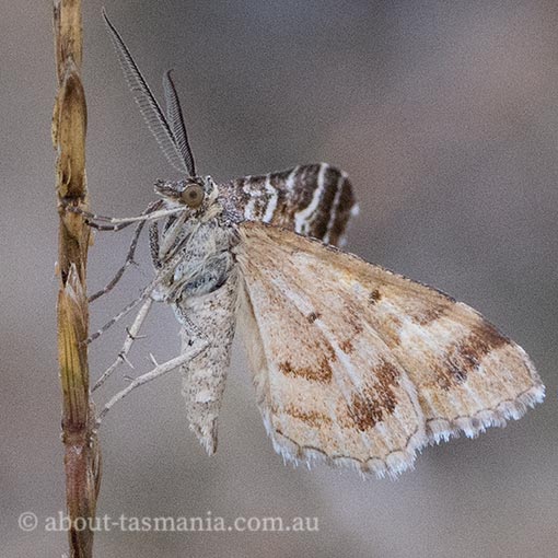 Chrysolarentia heliacaria, Heliacaria carpet, Geometridae, Tasmania, moth