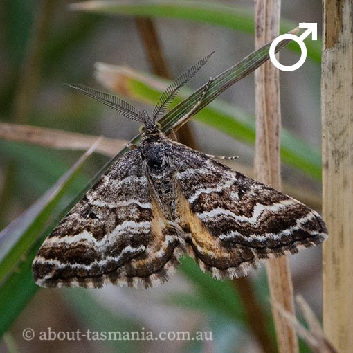 Chrysolarentia heliacaria, Heliacaria carpet, Geometridae, Tasmania, moth