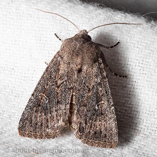 Dasygaster padockina, Tasmanian cut moth, Noctuidae