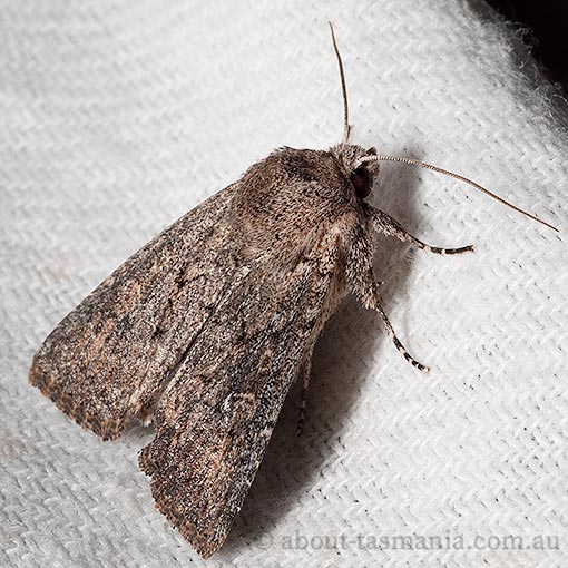 Dasygaster padockina, Tasmanian cut moth, Noctuidae
