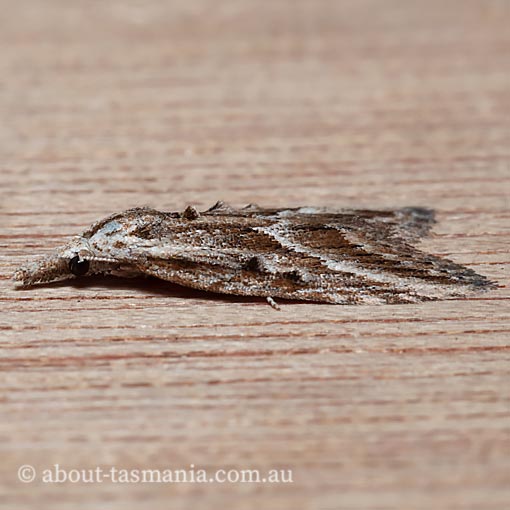 Nola phaeogramma, Nolidae, Tasmania, moth