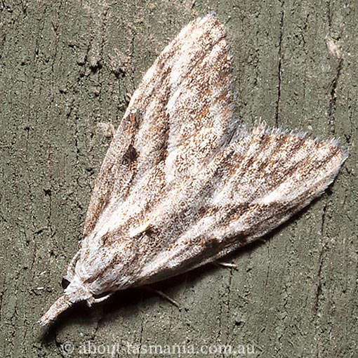 Nola phaeogramma, Nolidae, Tasmania, moth