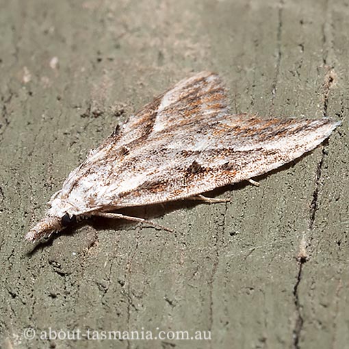 Nola phaeogramma, Nolidae, Tasmania, moth