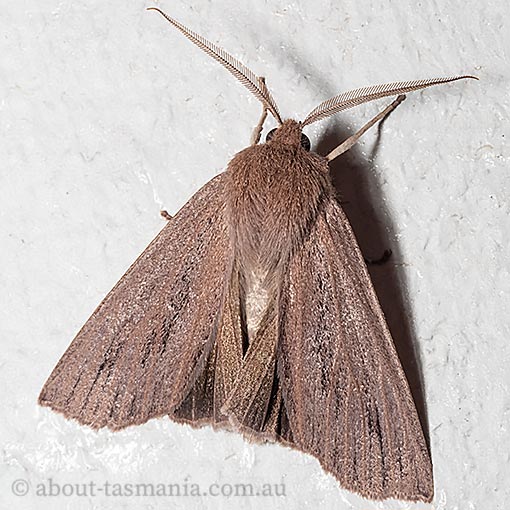 Palleopa innotata, Geometridae, Tasmania, moth