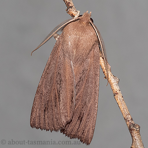 Palleopa innotata, Geometridae, Tasmania, moth