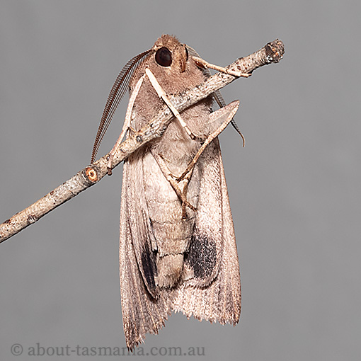 Palleopa innotata, Geometridae, Tasmania, moth