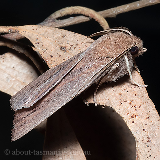 Palleopa innotata, Geometridae, Tasmania, moth