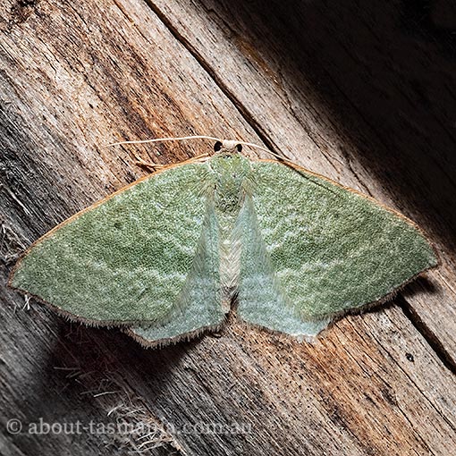 Poecilasthena euphylla, Geometridae, Tasmania, moth