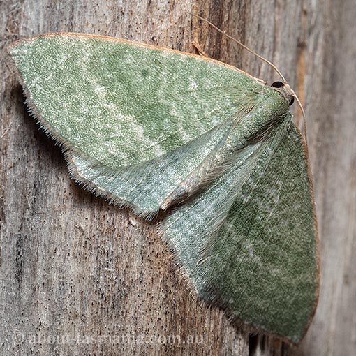 Poecilasthena euphylla, Geometridae, Tasmania, moth
