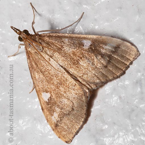 Udea hyalistis, Crambidae, Tasmania, moth