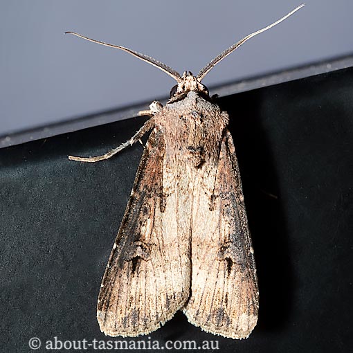 Agrotis ipsilon, Noctuidae, Tasmania, moth