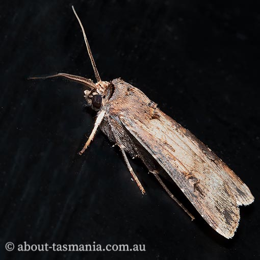 Agrotis ipsilon, Noctuidae, Tasmania, moth