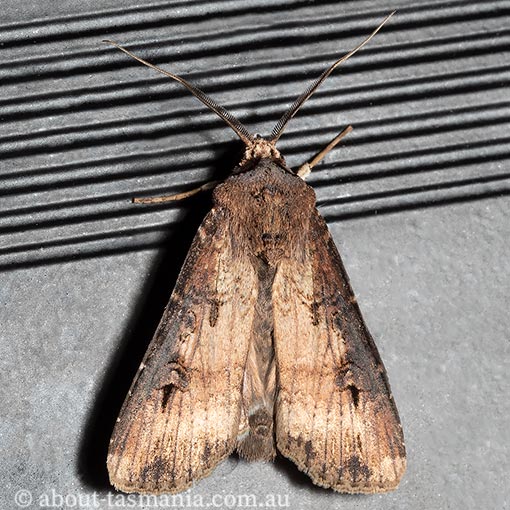 Agrotis ipsilon, Noctuidae, Tasmania, moth
