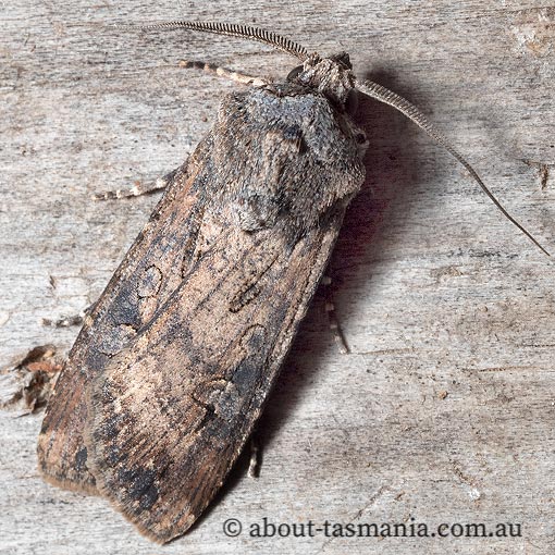 Agrotis ipsilon, Noctuidae, Tasmania, moth