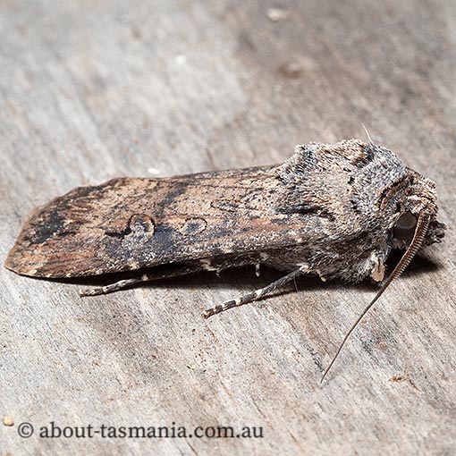 Agrotis ipsilon, Noctuidae, Tasmania, moth