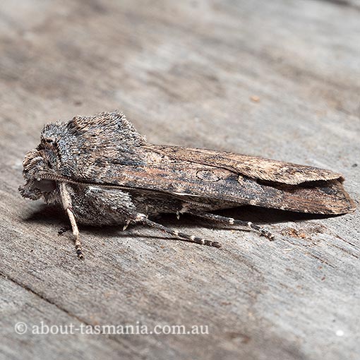 Agrotis ipsilon, Noctuidae, Tasmania, moth