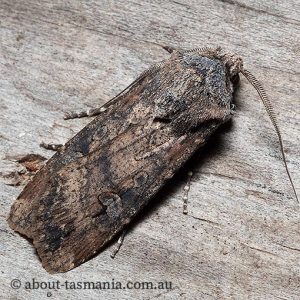 Agrotis ipsilon | About Tasmania