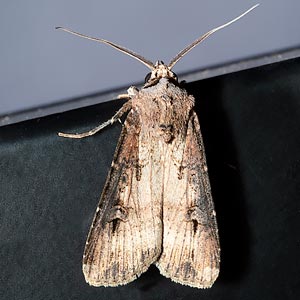 Agrotis ipsilon