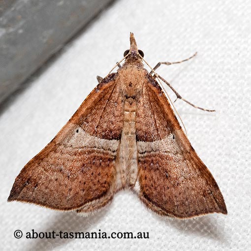 Anachloris uncinata, Geometridae, Tasmania, moth