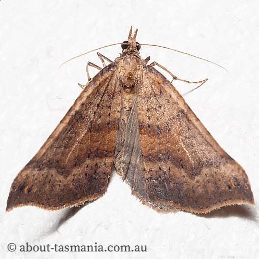 Anachloris uncinata, Geometridae, Tasmania, moth