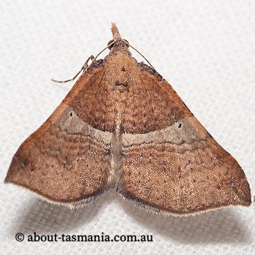 Anachloris uncinata, Geometridae, Tasmania, moth