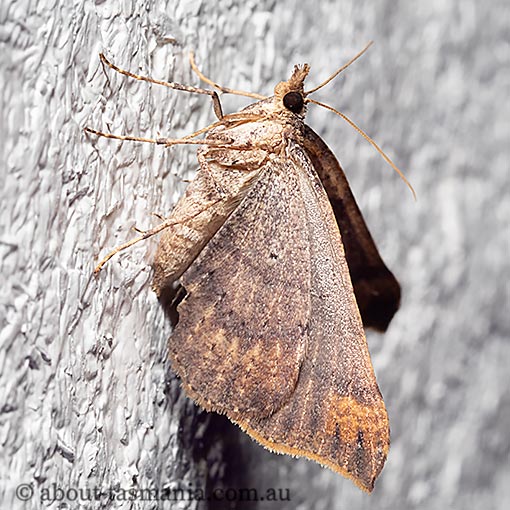 Anachloris uncinata, Geometridae, Tasmania, moth