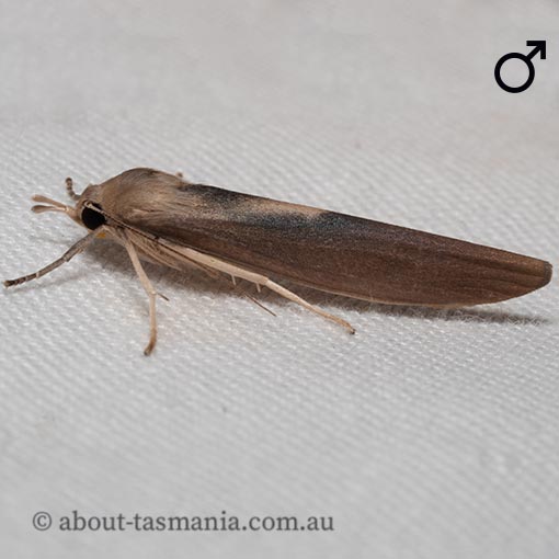 Calamidia hirta, Arctiidae, Tasmania, moth