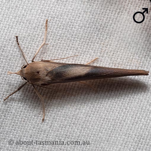 Calamidia hirta, Arctiidae, Tasmania, moth