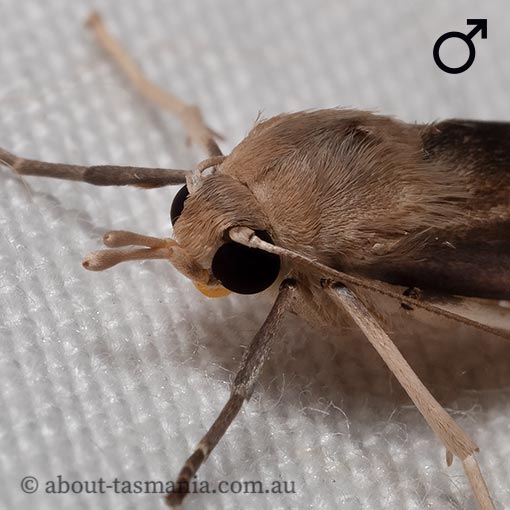 Calamidia hirta, Arctiidae, Tasmania, moth