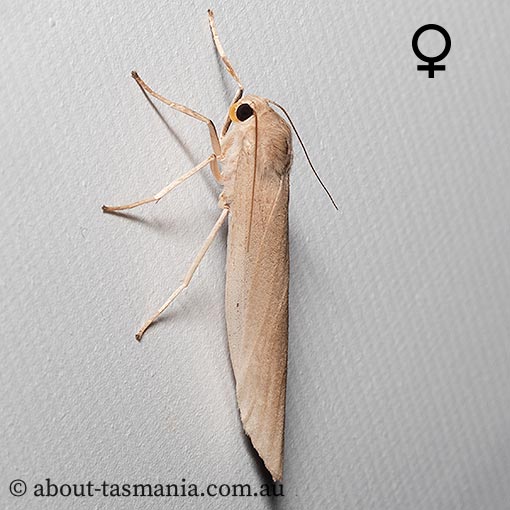 Calamidia hirta, Arctiidae, Tasmania, moth