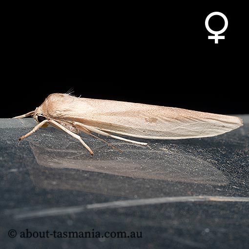 Calamidia hirta, Arctiidae, Tasmania, moth