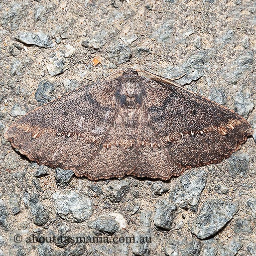 Casbia tetramera, Geometridae, Tasmania, moth