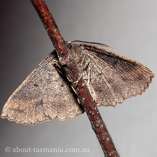 Casbia tetramera, Geometridae, Tasmania, moth