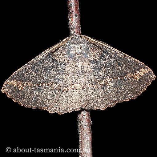 Casbia tetramera, Geometridae, Tasmania, moth