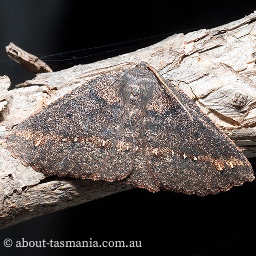 Casbia tetramera, Geometridae, Tasmania, moth
