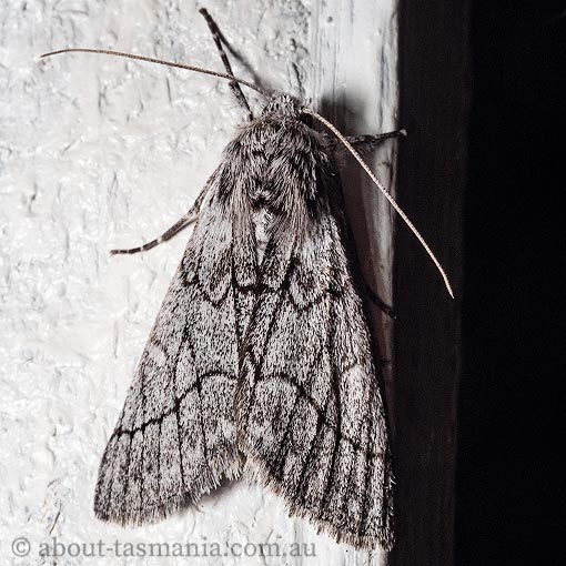 Cerura melanoglypta, Geometridae, Tasmania, moth